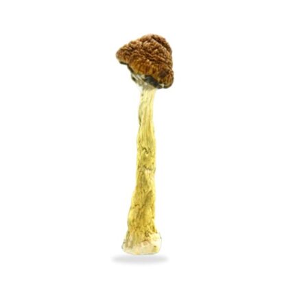 Florida White Magic Mushrooms